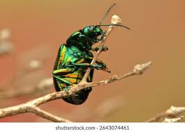 Attēlu rezultāti vaicājumam “Chrysolina fastuosa”