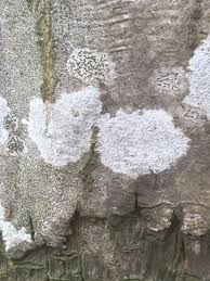 Attēlu rezultāti vaicājumam “Graphis scripta”