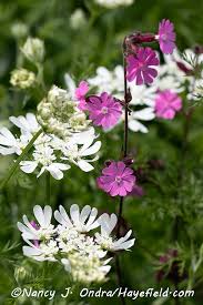 Image result for Silene dioica