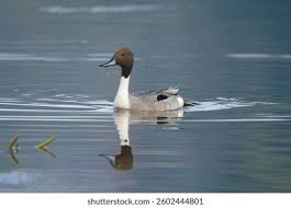 Image result for Anas acuta