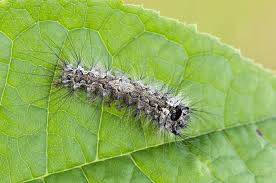 Attēlu rezultāti vaicājumam “Lymantria monacha pupa”