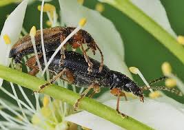 Attēlu rezultāti vaicājumam “Orsodacne cerasi”