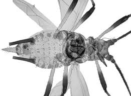 Attēlu rezultāti vaicājumam “Uroleucon hypochoeridis”