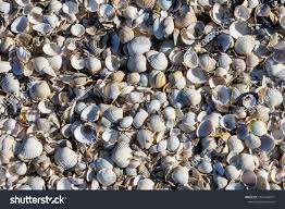 Attēlu rezultāti vaicājumam “Macoma baltica”