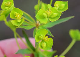 Attēlu rezultāti vaicājumam “Euphorbia virgata flower”