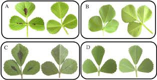 Attēlu rezultāti vaicājumam “Medicago x varia  leaf”