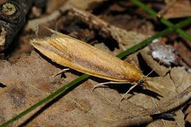 Attēlu rezultāti vaicājumam “Donacaula mucronella”