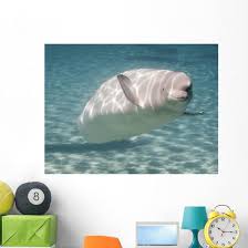 Image result for Delphinapterus leucas