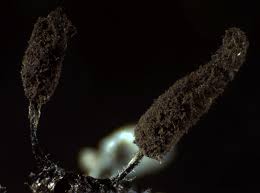 Attēlu rezultāti vaicājumam “Comatricha pulchella”