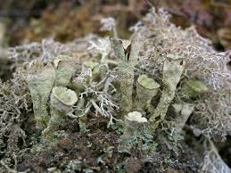 Attēlu rezultāti vaicājumam “Cladonia deformis”