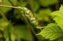 Attēlu rezultāti vaicājumam “Diastrophus rubi”