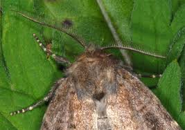 Attēlu rezultāti vaicājumam “Rusina ferruginea female”
