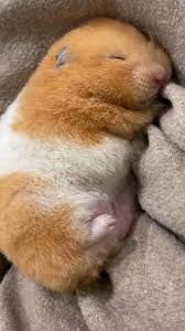 Image result for хомяк