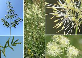 Attēlu rezultāti vaicājumam “Thalictrum lucidum”