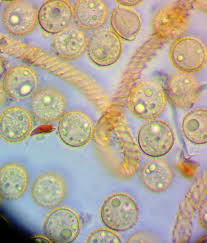 Attēlu rezultāti vaicājumam “Trichiaceae, Hemitrichiaceae, Arcyriaceae”