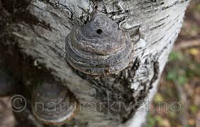 Attēlu rezultāti vaicājumam “Scardia boletella”