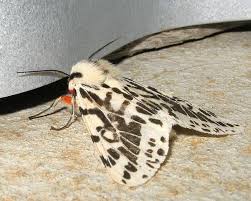 Attēlu rezultāti vaicājumam “Spilosoma sp.”