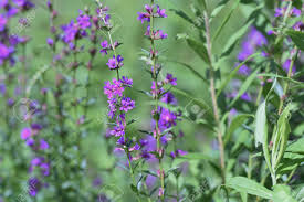 Attēlu rezultāti vaicājumam “Lythraceae”