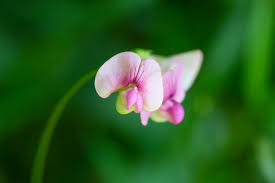 Attēlu rezultāti vaicājumam “Lathyrus sylvestris flower”