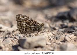 Attēlu rezultāti vaicājumam “Hipparchia semele underside”