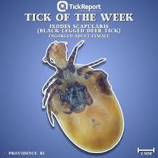 Attēlu rezultāti vaicājumam “Ixodes female”