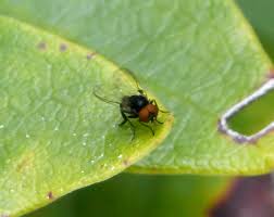 Attēlu rezultāti vaicājumam “Platypezidae”