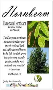 Attēlu rezultāti vaicājumam “Carpinus betulus fruit”