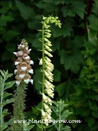 Image result for Digitalis lutea