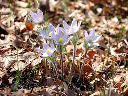 Attēlu rezultāti vaicājumam “Pulsatilla patens flower”