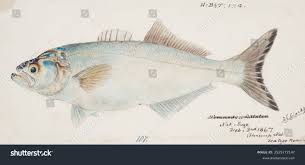 Image result for Pomatomus saltatrix