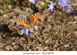 Attēlu rezultāti vaicājumam “Aglais urticae upperside”