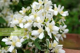 Attēlu rezultāti vaicājumam “Philadelphus lemoinei flower”