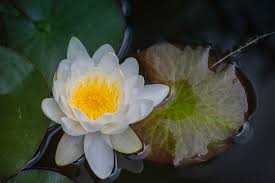 Attēlu rezultāti vaicājumam “Nymphaea candida”