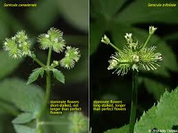 Attēlu rezultāti vaicājumam “Sanicula europaea fruit”