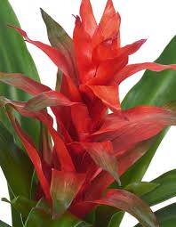 Картинки по запросу гусмания