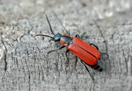 Attēlu rezultāti vaicājumam “Anthocomus rufus”