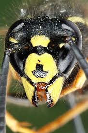 Attēlu rezultāti vaicājumam “Vespula rufa”