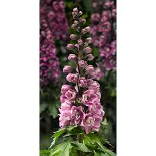 Attēlu rezultāti vaicājumam “Delphinium elatum  flower”