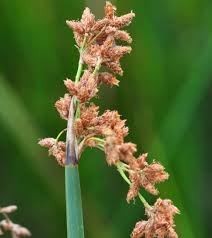 Attēlu rezultāti vaicājumam “Craterium aureonucleatum stalked”