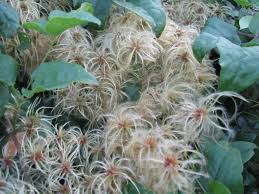 Attēlu rezultāti vaicājumam “Clematis fruit”
