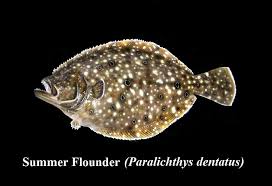 Image result for Paralichthys dentatus
