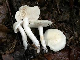 Attēlu rezultāti vaicājumam “Tricholoma album”