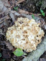 Attēlu rezultāti vaicājumam “Sparassis crispa”