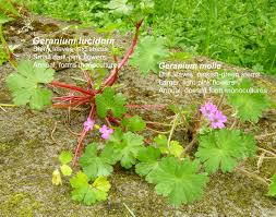 Attēlu rezultāti vaicājumam “Geranium molle leaf”