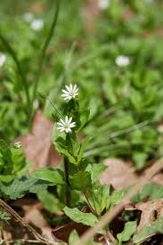 Attēlu rezultāti vaicājumam “Stellaria crassifolia”