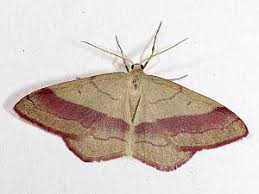 Attēlu rezultāti vaicājumam “Rhodostrophia vibicaria”