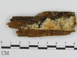 Attēlu rezultāti vaicājumam “Leucogyrophana mollusca”