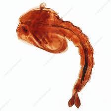 Attēlu rezultāti vaicājumam “pupa”