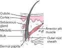 hair follicle - definition of hair follicle in the Medical ...