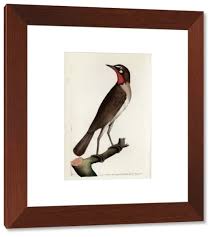 Image result for Luscinia calliope